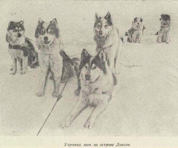 Диксонские собаки. Из журнала Смена №7 за 1939...